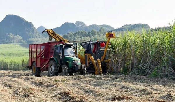 新榨季广西预计产糖600万吨 同比增14%
