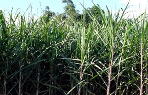 海南省榨季生产基本结束 累计产糖8.98万吨 同比略增