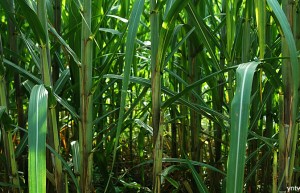 广西培育甘蔗品种应用面积领跑全国