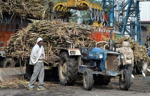 截至4月15日印度已产糖2478万吨 同比减少640万吨 各邦产量