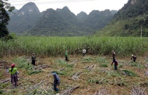 越南制糖业面临价格下跌和生产链断裂风险