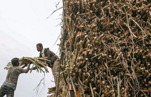 四年来首次！ 印度最大产糖区北方邦将甘蔗提价8%