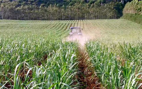 人民网：广西积极拓宽甘蔗产业多样性发展新路径