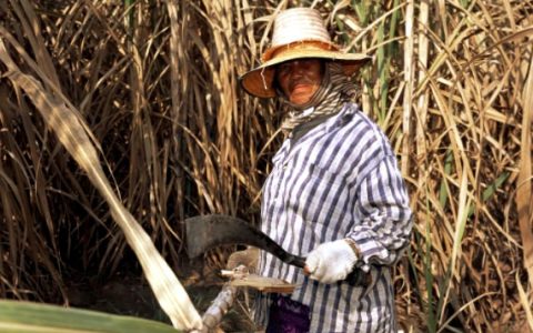 泰国本榨季将提前收榨 截至2月12日甘蔗减产23%