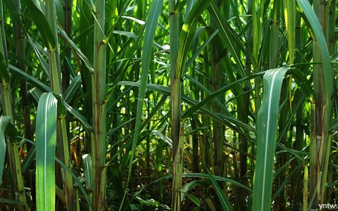 《关于加快广西甘蔗良种育繁推的实施意见》