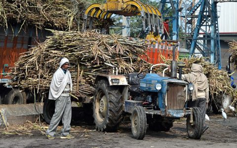 截至5月底印度产糖2682万吨 预计将比上榨季减产600万吨