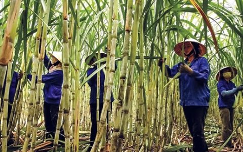 越南对泰国蔗糖发起“双反”调查