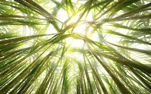 下个榨季全国食糖缺口依然很大 海南蔗糖产业出路