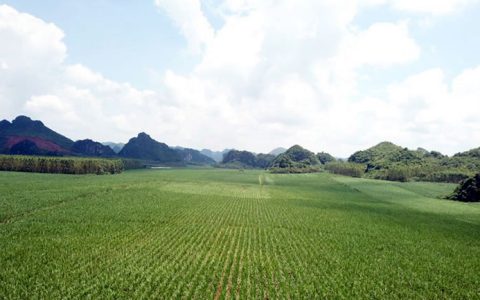 广西糖业集团：“三部曲”推动糖业高质量发展