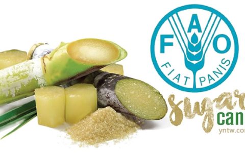 联合国粮农组织：糖价指数8月环比下降2.1% 创2021年7月以来新低