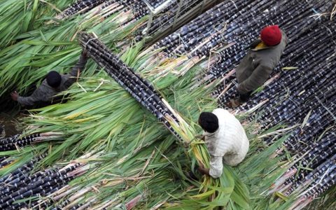 新华社：印度2020—21年糖产量有望增加12%
