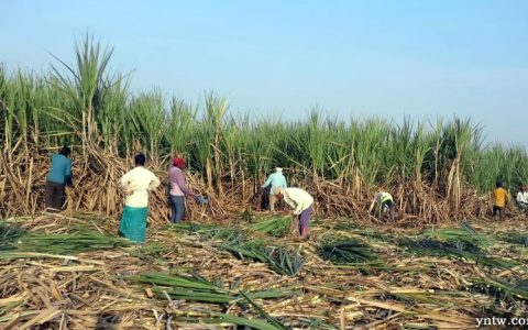 印度2020/21榨季食糖产量预估下调至3020万吨