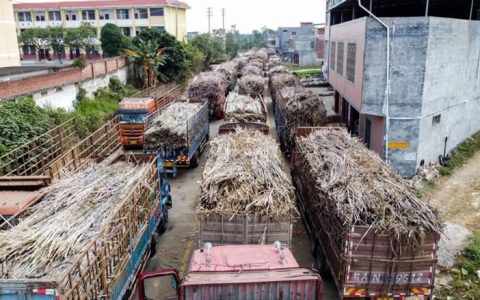 广西已有16家糖厂开榨 约占开榨糖厂总数的五分之一