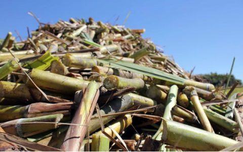 广西柳城秸秆综合利用成效显著–甘蔗也能两头甜