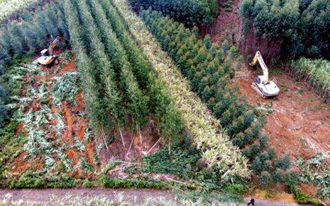 广西来宾：“桉退蔗进”取得显著成效 新增甘蔗种植面积8.89万亩
