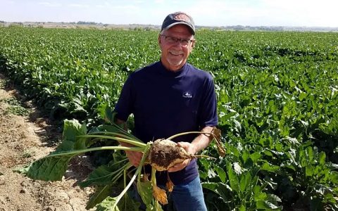 德国2023/24年度甜菜糖产量预计增9.8%达424万吨