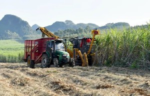本榨季截至12月底广西产糖189万吨 同比增11.53万吨