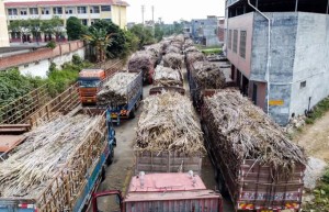 广西已有16家糖厂开榨 约占开榨糖厂总数的五分之一