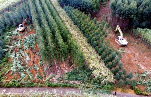 广西来宾：“桉退蔗进”取得显著成效 新增甘蔗种植面积8.89万亩