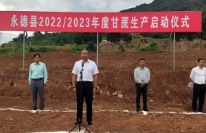 临沧永德县：多举措开创蔗糖产业恢复性发展新局面