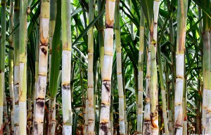 加快脱毒种苗繁育推广 推进甘蔗生产提质增效
