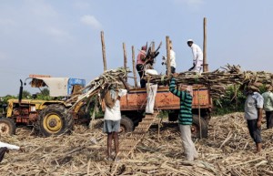 ISMA发布印度2025/26榨季首次预估报告 产糖高达3435万吨 增长16% 呼吁出口200万吨