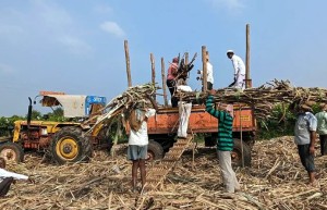 印度糖企拖欠蔗款情况改善 已支付87%的蔗款