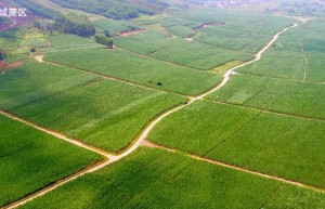 广西2025/26榨季糖料蔗种植面积达1234万亩 创近十年新高