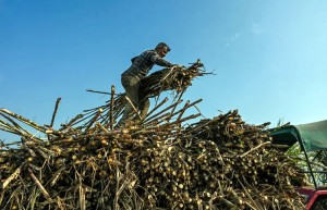 印度正式确认恢复食糖出口 全球供应格局面临调整 糖价或面临压力