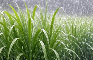 广西气象：未来三天广西多降雨，桂北雨势加大，局地大暴雨