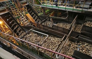 截至11月24日欧亚经济体国家产糖490万吨 其中俄罗斯产糖440万吨