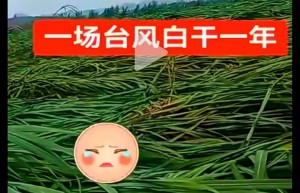 来得猛 去得快！台风“桦加沙”对广西风雨影响结束