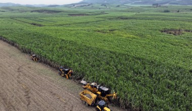 广西甘蔗种植面积最大的12个县区排行榜单