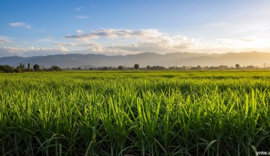 农业农村部：2025年甘蔗中后期生产技术指导意见