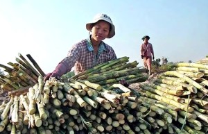缅甸马圭省甘蔗收购价上涨 农户纷纷扩种