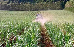 广西糖料蔗种植面积稳定在1100万亩以上