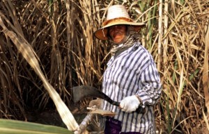泰国本榨季将提前收榨 截至2月12日甘蔗减产23%