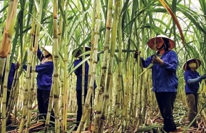 越南对泰国蔗糖发起“双反”调查