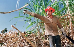 古巴中央银行将甘蔗产业列为优先融资项目