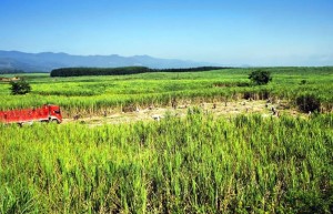 云南省2020/21榨季产糖221万吨 同比增长4.31万吨