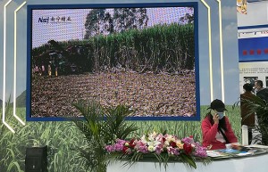 携手打造结晶果糖项目 南宁糖业与广西富之林签署合资协议