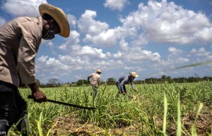 古巴：制糖业遭制裁打击 特殊教育处境艰难