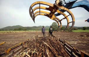 泰国和巴西就食糖贸易纠纷签署永久性和解协议