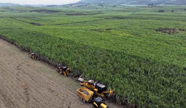 广西：本榨季预计糖料蔗产量4900万吨 同比增幅18.9%
