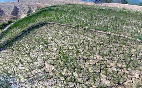 云南多地饱受高温干旱之苦 或将对甘蔗生产造成影响