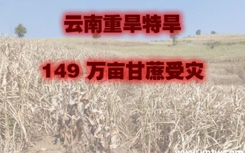 云南大部分地区重旱特旱 已有149万亩甘蔗受灾
