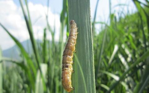 甘蔗粘虫(梯枝虫)的发生及防治