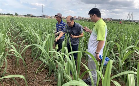 广东省甘蔗田发现草地贪夜蛾为害
