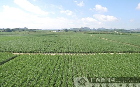 东亚糖业以“现代农场”为抓手筑牢原料发展根基
