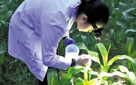 贪夜蛾入侵广东危害未消除 已“进化”到吃甘蔗